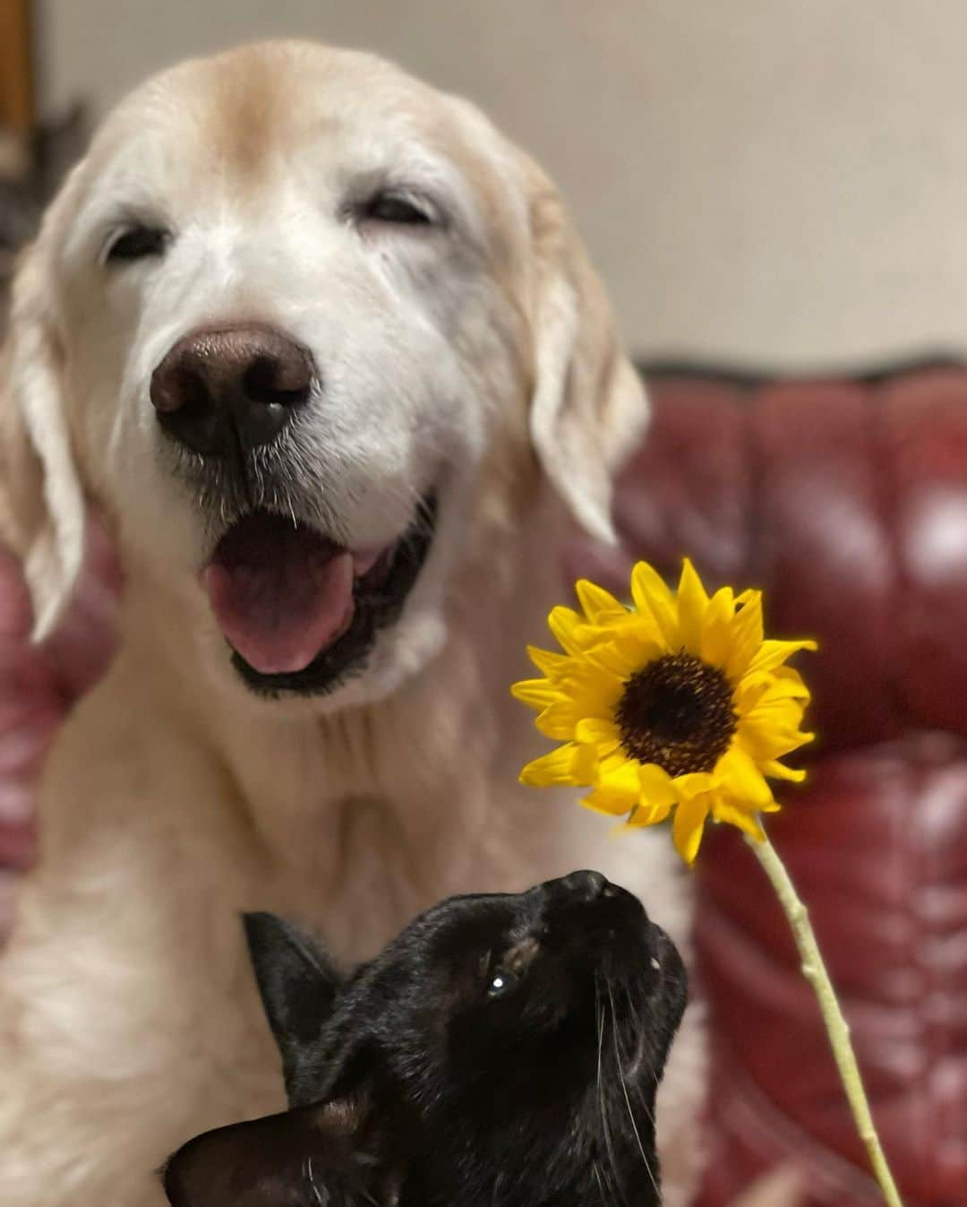 イチミ＆ポンズさんのインスタグラム写真 - (イチミ＆ポンズInstagram)「今日はわさび命日です🌻 10年前わさびが家族になってくれたから、いま目の前にいる猫たちとも出会えた。 この子たちがいない人生は考えられないよ、気がつかせてくれてありがとうわさび🌻」8月27日 20時32分 - shimejiwasabi