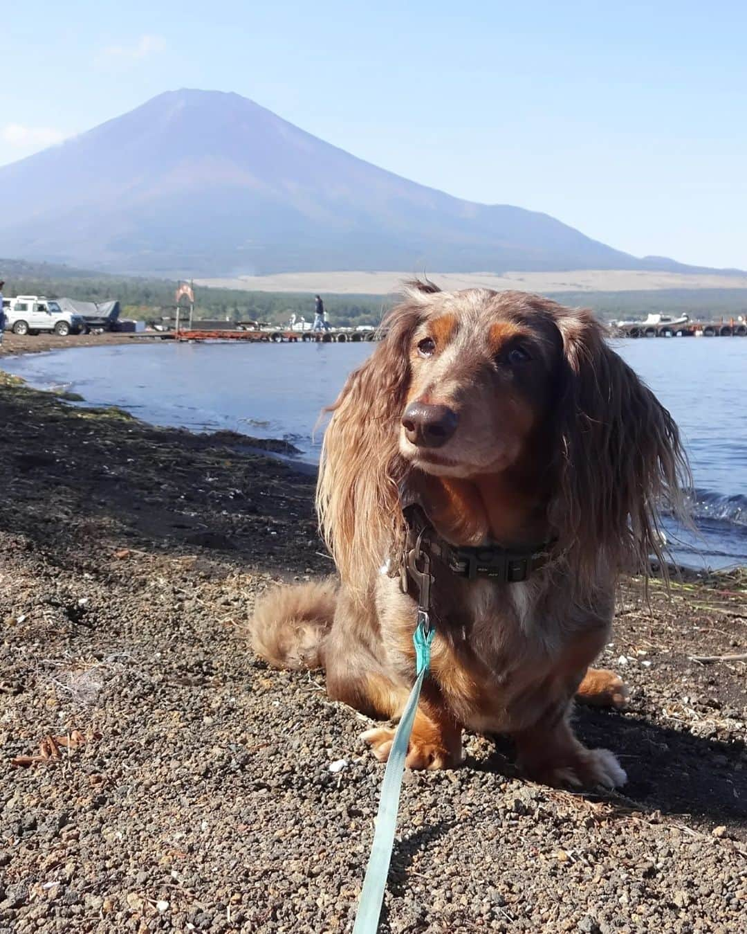 Erikaさんのインスタグラム写真 - (ErikaInstagram)「山中湖、一緒にたくさん行った。 富士山も一緒に沢山見た。 湖で遊ぶ事が、湖にいる事が とっても楽しそうだった。 若い時から行き、 そしてハイシニアになり・・・ . 最後の写真、 旅立つ9日前に山中湖行けた。 . 連れて行けてよかった。 本当に。 . . . . ●0時にブログ更新予定 【お留守番犬・ホッピーの日々】 . . . #虹の橋 #虹組 #18歳8ヶ月と6日🌈 . ・････━━━━━━━━━━━････・ #ダックスフンド #ダックス #ミニチュアダックス #チョコダップル #dachshund #dachs #dog #dogstagram  #instadog #高齢犬 #一人と一匹 #お留守番犬 #留守番犬 #dogwheelchair #失明犬 #お留守番犬ホッピーの日々 #老犬 #シニア犬 #老犬ダックス #老犬との暮らし #ハイシニア犬 #虹組🌈 #虹組2023 #2004年組 ・････━━━━━━━━━━━････」8月27日 20時55分 - erika_hoppy