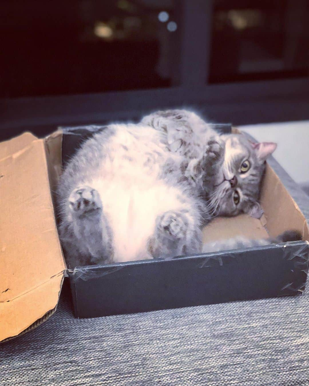 Pancakeさんのインスタグラム写真 - (PancakeInstagram)「his favourite box 📦 #cats #munchkincat #マンチカン短足 #まんちかん #猫部 #ねこ部 #猫のいる暮らし」8月27日 21時26分 - nugget_pancake