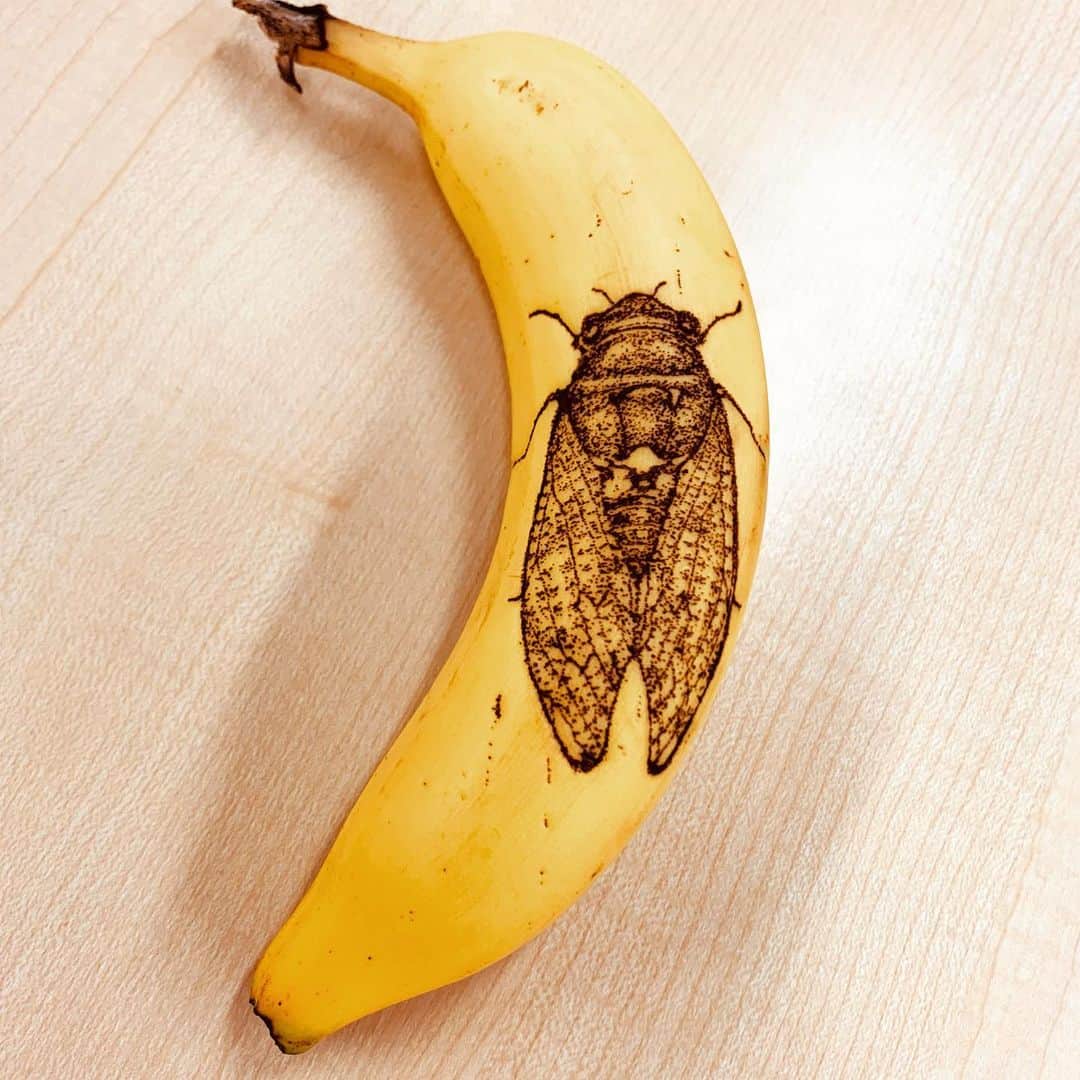 エンドケイプのインスタグラム：「#セミ #蝉 #夏 #バナナアート  #バナナート #エンドケイプ  #cicada #banana #bananaart #endcape」