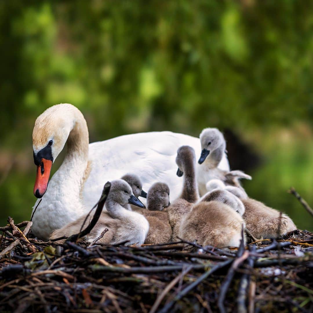 アニマルプラネットさんのインスタグラム写真 - (アニマルプラネットInstagram)「Cuddle time 🦢🐣  A mother mute swan nests with her cygnets in Woluwe, Belgium.   📷: Franky DeMeyer  #Birds #Animals #Nature」8月27日 22時00分 - animalplanet