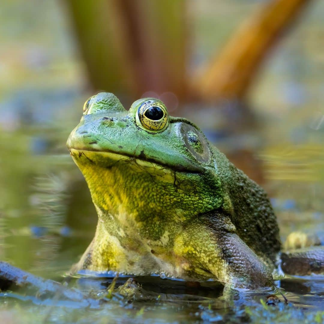 Discoveryさんのインスタグラム写真 - (DiscoveryInstagram)「#DidYouKnow Bullfrogs can absorb oxygen directly through their skin when wet?  #Nature #Amphibians」8月27日 22時00分 - discovery