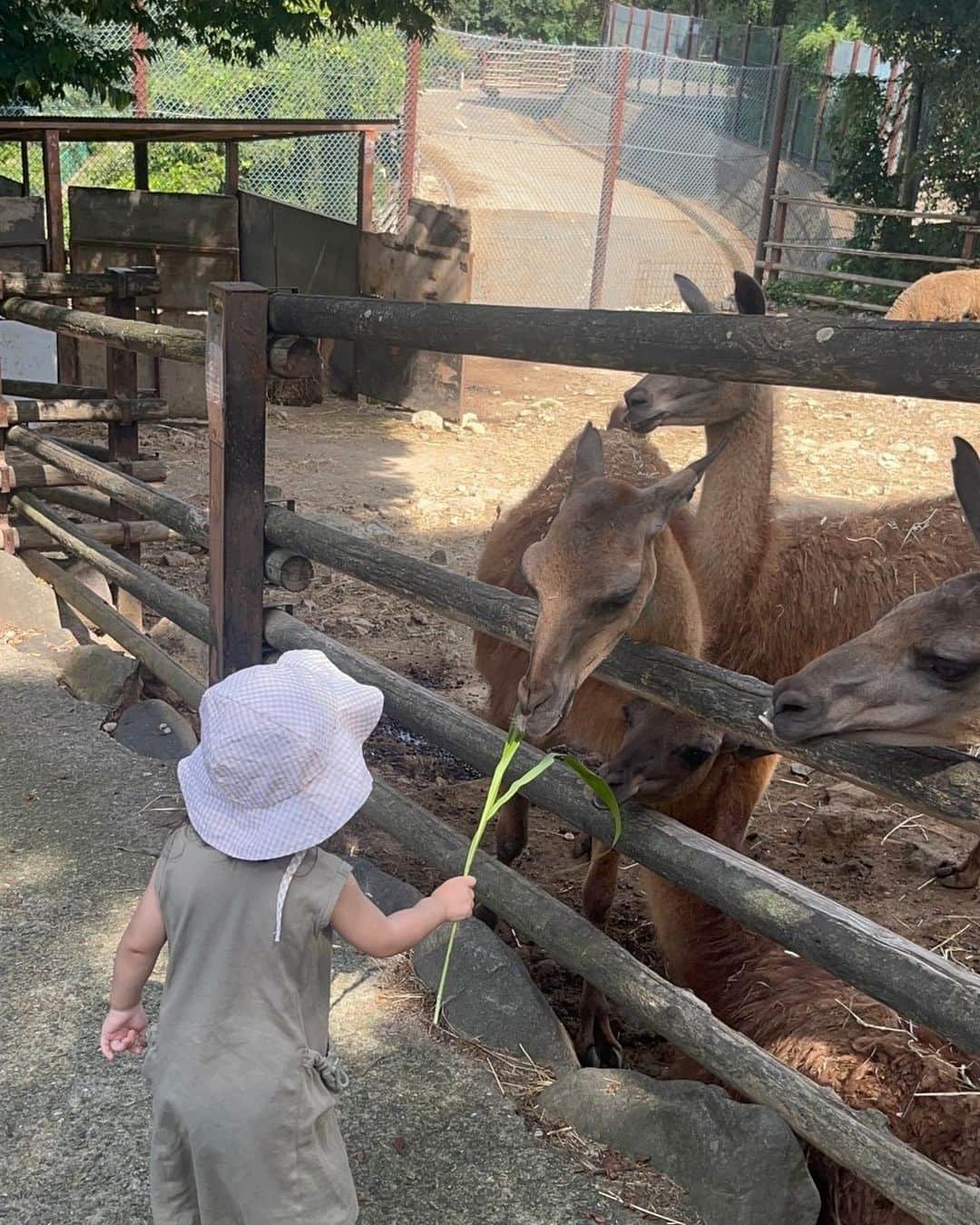 はやめいさんのインスタグラム写真 - (はやめいInstagram)「. サファリパークに行ってきました 🦒  最近は群馬へのお出かけが多い 気がするなぁ 💭 😆  大好きな動物と触れ合えて娘っちも 満足そう … (⸝⸝◜~◝⸝⸝)  暑い日でしたがすごく 楽しんでくれました 👶🏻 ♡  今回の動物園コーデは ふたりでカーキで合わせました 🫶🏻  #サファリパーク#動物園 #こども #こどものいる生活 #シングルマザー#シンママ#シンママライフ #こどものいる暮らし#キッズ #ママスタグラム#２歳6ヶ月 #むすめふく#プチプラコーデ#mamagirl #ママファッション#ママコーデ #親子服#親子コーデ#カーキコーデ」8月27日 22時08分 - haya.mei