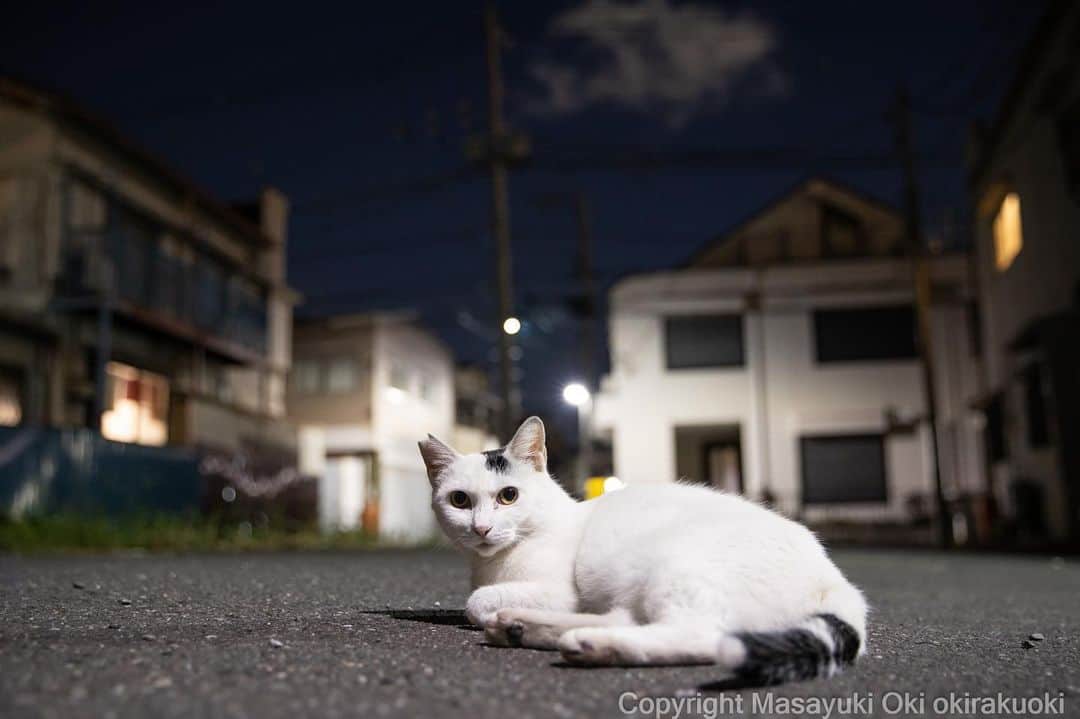 Masayukiのインスタグラム：「静寂。  #cat #ねこ #猫 #東京カメラ部 #nekoclub  #yourshotphotographer  #my_eos_photo #夜にゃん」