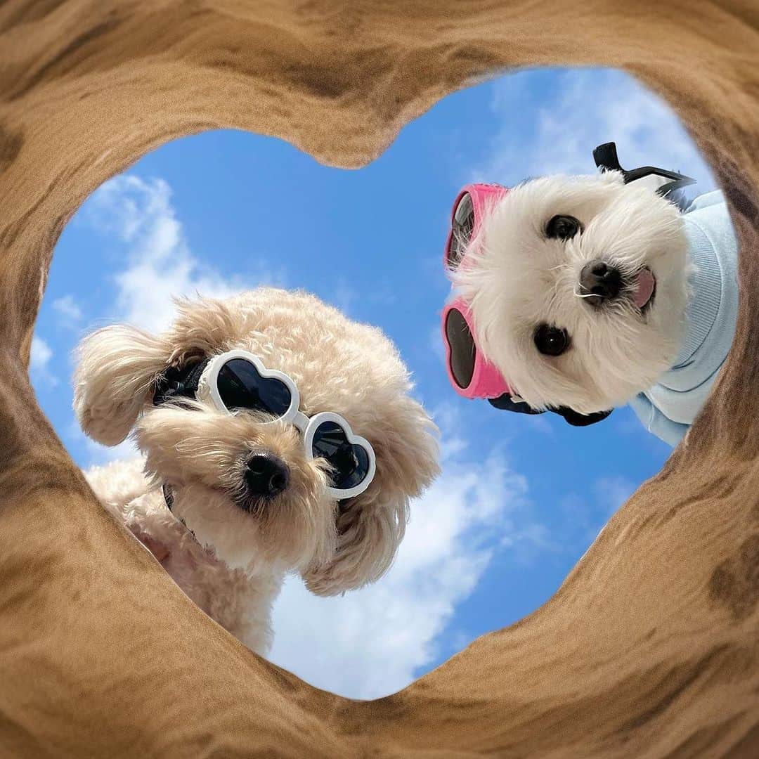 SHEINのインスタグラム：「What kind of fun are you digging up with your best fur-iends this summer? 🌞🐶⛱️ Tag your BFF in the comments 👇 @sarang_boki  #SHEINinspo」