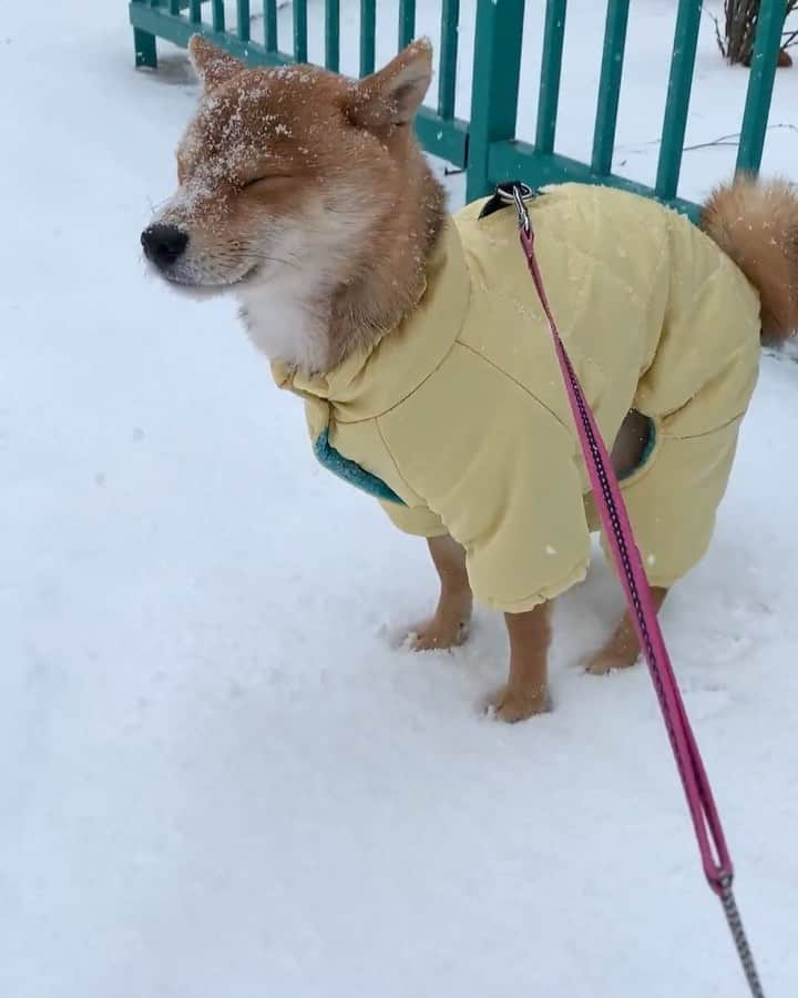 豆柴 福and富のインスタグラム：「. . 暑い日に見ても寒くなる映像がこちら⛄️🌨️  福がまだ11ヶ月の頃、 札幌で慣れない冬を過ごしていたとき🥺  この日のこと今もよく覚えてるんだけど 冷たい風が吹いてて雪が降ってて この年はこの日のお散歩が1番キツかった記憶がある🤣  福がこんなに寒そうにしたのも初めてで 帰りは途中で抱っこして帰ったなぁ💭  この黄色のダウン懐かしいな〜💛 しじみ目になってたのも懐かしい🥺 お家でぬくぬくするのが幸せだったよね☺️  この動画は凍えてるけど 夏より冬のが得意だし冬のが好きそうだから 早く秋にならないかな〜🍂 涼しくなったらまたお出かけたくさんしたいな😊  . . #札幌 #2019冬 #mylove #doglover  #dogstagram #dogs  #shiba #shibainu #shibalove #shibadog  #shibagram #shibamania #shibalife  #shiba_snap #柴犬 #豆柴 #多頭飼い #犬のいる暮らし #犬のいる生活  #doglover #dogstagram #shibaaaaainu #barked #9gag  #thedailyshibainu #시바견　#시바이누 #小狗  @shiba_snap @barked @everydoglover」