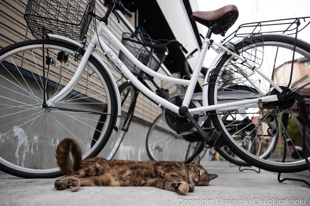 Masayukiのインスタグラム：「しっぽくるん。  #cat #ねこ #猫 #東京カメラ部 #nekoclub  #yourshotphotographer  #my_eos_photo」