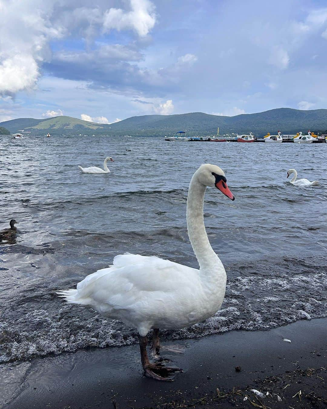 長澤メイさんのインスタグラム写真 - (長澤メイInstagram)「白鳥🦢をこんなに近くで 見たの初めてすぎて ちょーーかわいかった🫨🫶💕  山中湖の空が広すぎて ワックワクした🦢✨✨✨  楽しかった〜ああ🫨✨✨✨ 山中湖好きぽい！ 雲が☁️おもしろいくらい おっきかったなあぁ🥹  幸🫶✨ #山中湖 #白鳥」8月28日 9時04分 - xxmeixx1208