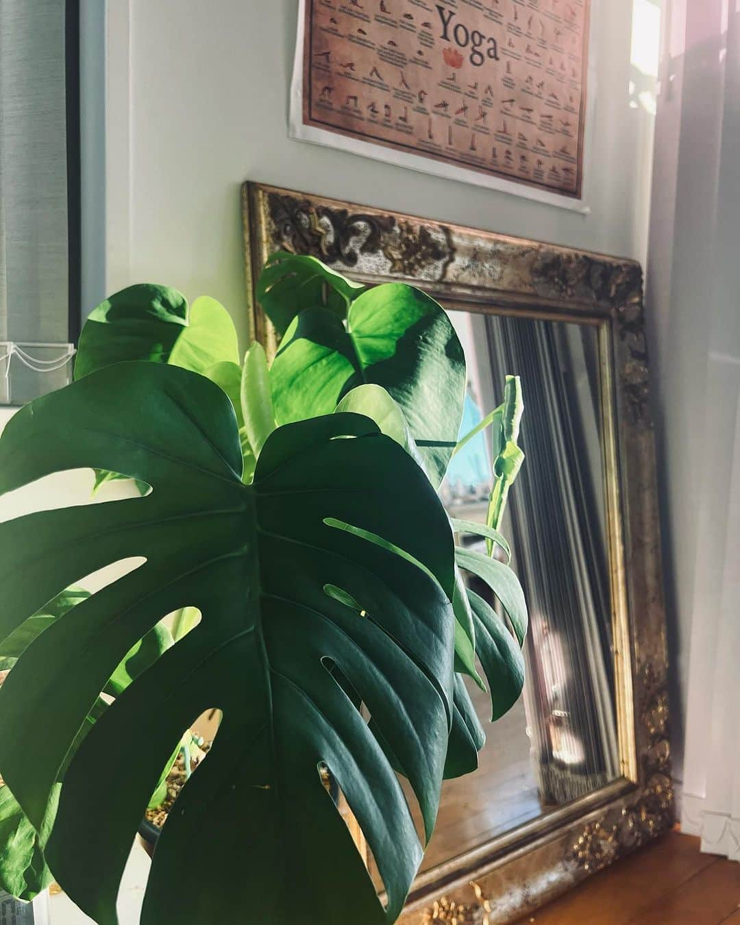 文音のインスタグラム：「#monstera  🌞🌿🫶🏻🌱 Lots of new leaves are coming out🪴Guess I’m treating them right;)  リビングの子も寝室の子も 芽吹いている🌿🌱 #ひめもんすてら #もんすてら ひと夏ですっごい増えた😮✨」