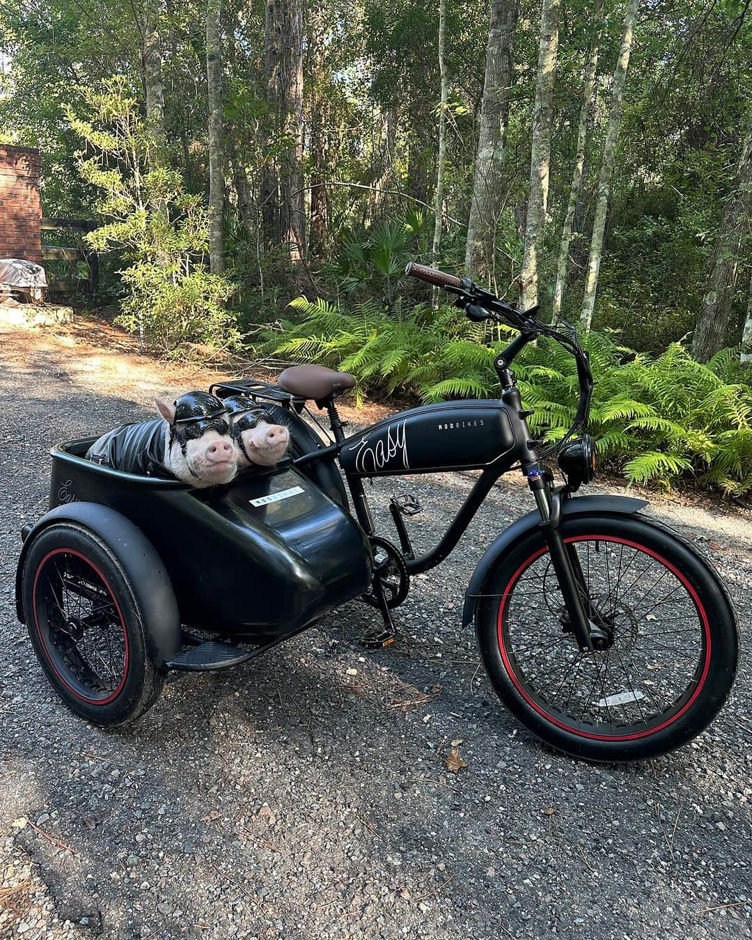 Priscilla and Poppletonさんのインスタグラム写真 - (Priscilla and PoppletonInstagram)「Forget a boring white horse…My Prince Charming rides in a MOD Bike! Check out these cute, biker boys! ThOINKs MOD Bikes for the awesome wheels. Pop and Penn plan to hog the road today!🐷😎 #MODbikes #electricbike #PopandPenn #PrissyandPop」8月28日 1時17分 - prissy_pig