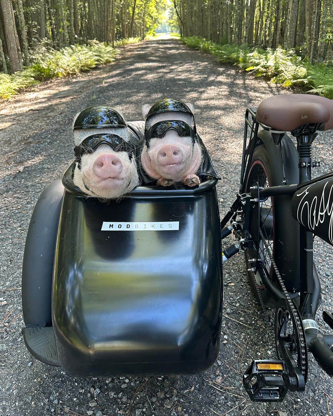 Priscilla and Poppletonさんのインスタグラム写真 - (Priscilla and PoppletonInstagram)「Forget a boring white horse…My Prince Charming rides in a MOD Bike! Check out these cute, biker boys! ThOINKs MOD Bikes for the awesome wheels. Pop and Penn plan to hog the road today!🐷😎 #MODbikes #electricbike #PopandPenn #PrissyandPop」8月28日 1時17分 - prissy_pig