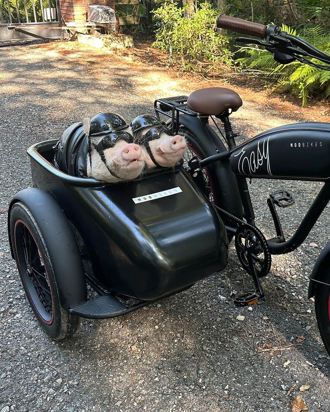 Priscilla and Poppletonさんのインスタグラム写真 - (Priscilla and PoppletonInstagram)「Forget a boring white horse…My Prince Charming rides in a MOD Bike! Check out these cute, biker boys! ThOINKs MOD Bikes for the awesome wheels. Pop and Penn plan to hog the road today!🐷😎 #MODbikes #electricbike #PopandPenn #PrissyandPop」8月28日 1時17分 - prissy_pig