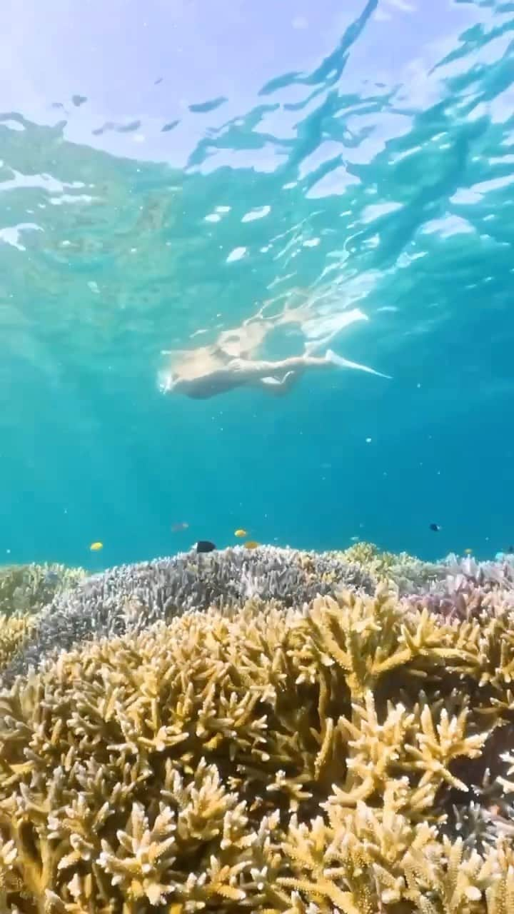 HAIMURUBUSHI はいむるぶしのインスタグラム：「小浜島・はいむるぶしから癒しの風景をお届けします。 石垣島と西表島の間に広がる日本最大のサンゴ礁海域「石西礁湖」。 360種類を超える造礁サンゴに育まれた豊かな海が広がっています。 #沖縄 #八重山諸島 #離島 #サンゴ礁 #海 #熱帯魚 #シュノーケル #旅行 #小浜島 #リゾート #ホテル #はいむるぶし  #japan #okinawa #island #coral #sea #snorkeling #tour #travel #kohamajima #resort #hotel #haimurubushi」