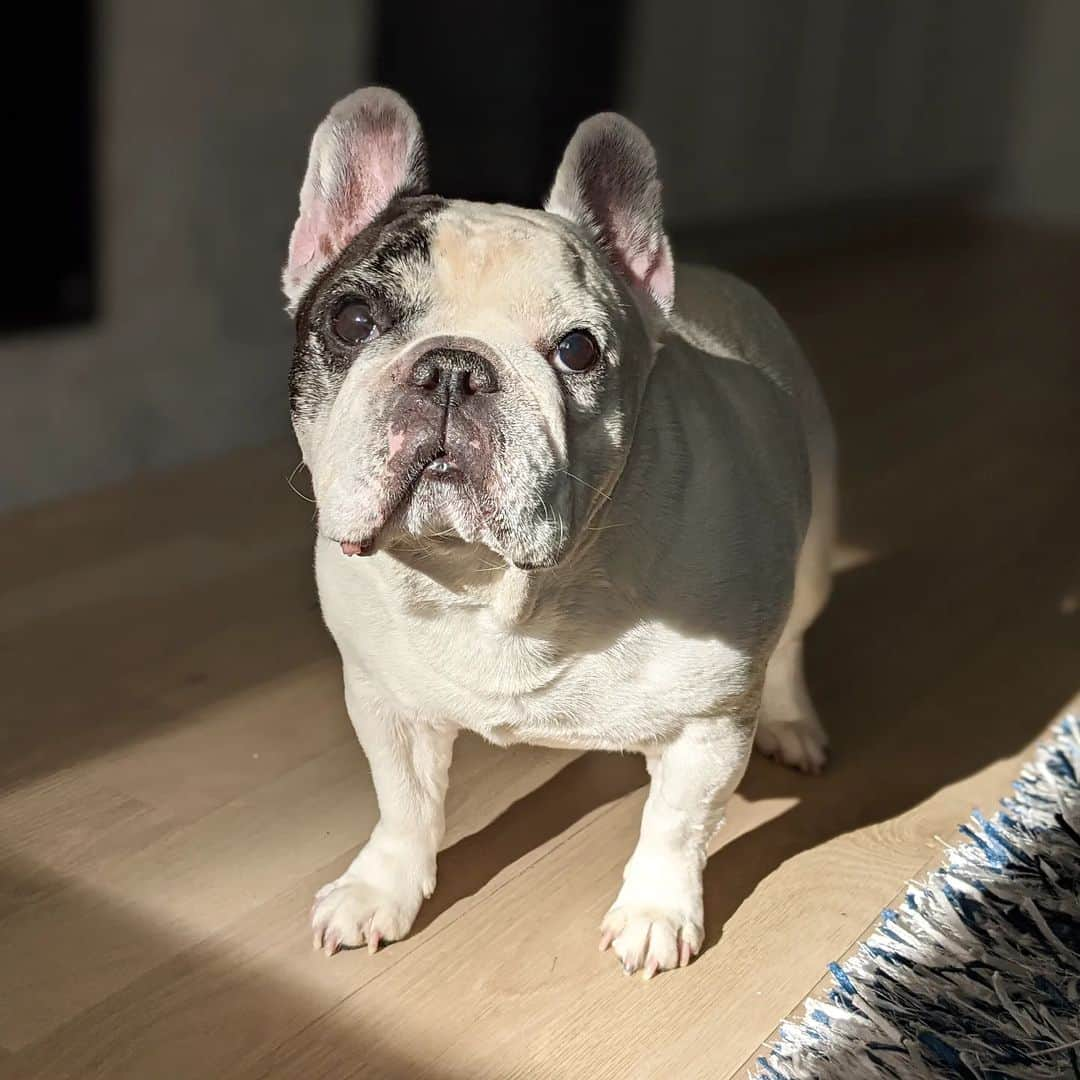 Manny The Frenchieさんのインスタグラム写真 - (Manny The FrenchieInstagram)「Missing this guy so much🌈💖 #Mannyforever #RememberingManny」8月28日 1時56分 - manny_the_frenchie