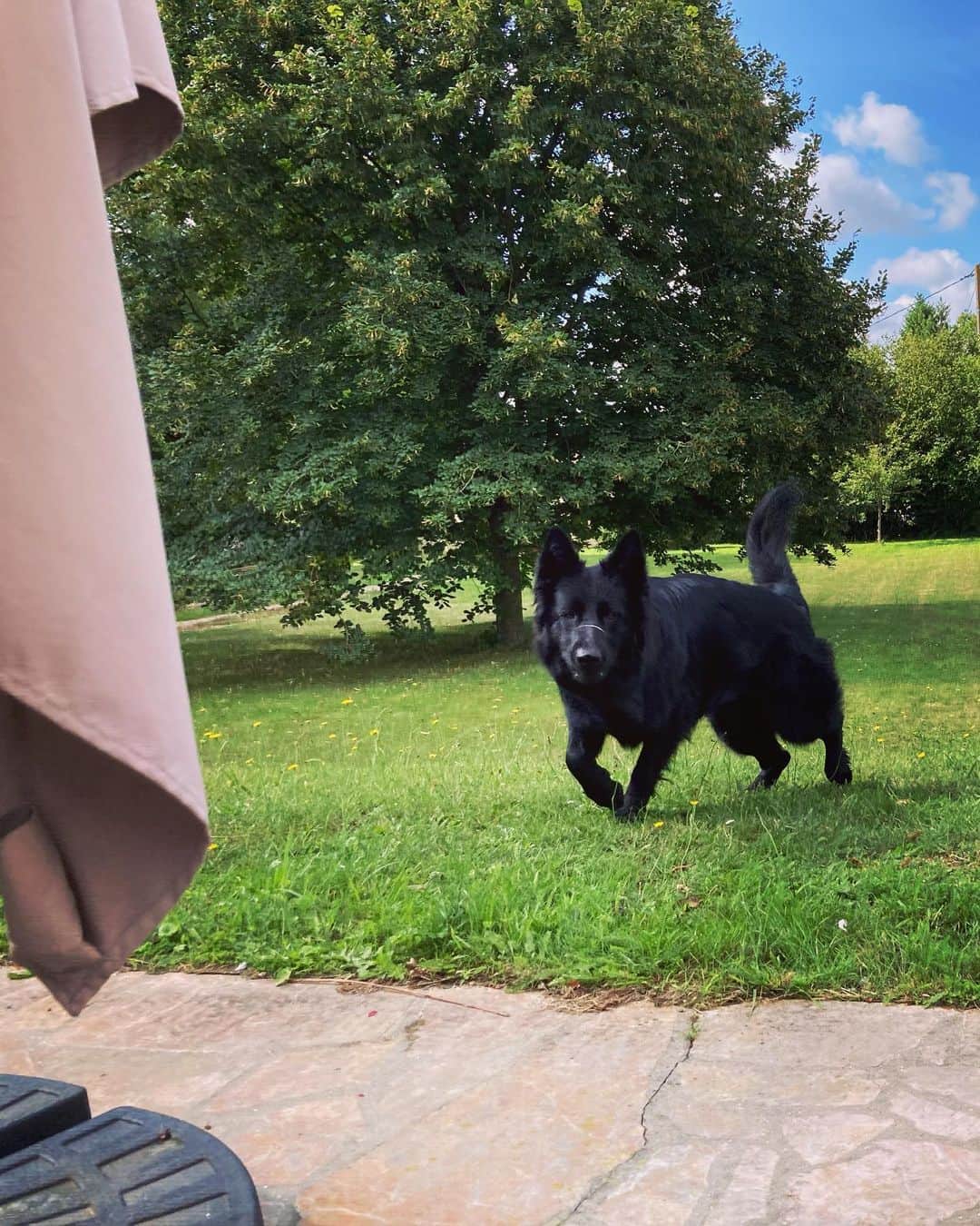 小明のインスタグラム：「子犬が遊びに来ると言っていたのでコロコロの子犬ちゃんを待ってたらすごくデカい犬が来た！ 久しぶりにハイテンション犬と戯れる機会を得て最高だなと息子と一緒に走ってみたけれど、もう私にそういうスタミナはなかったです。 鼻にある線は模様とか傷じゃなくてヨダレだよ！」