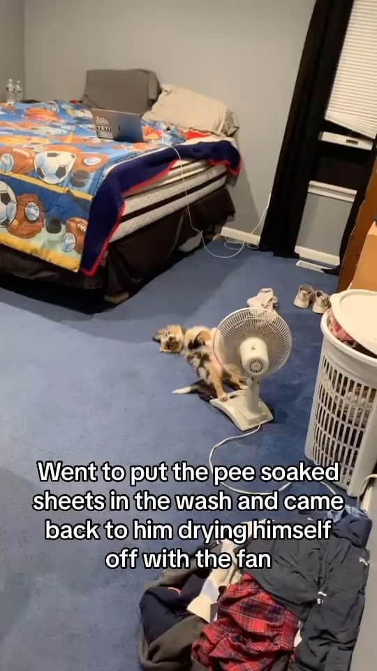 DogsOf Instagramのインスタグラム：「Work smarter, not harder. - @milo.mchenry, probably 😆  . . . . #lifewithapuppy #puppystuff #aussiesofinstagram #funnypuppyvideos #dogsofinstagram」