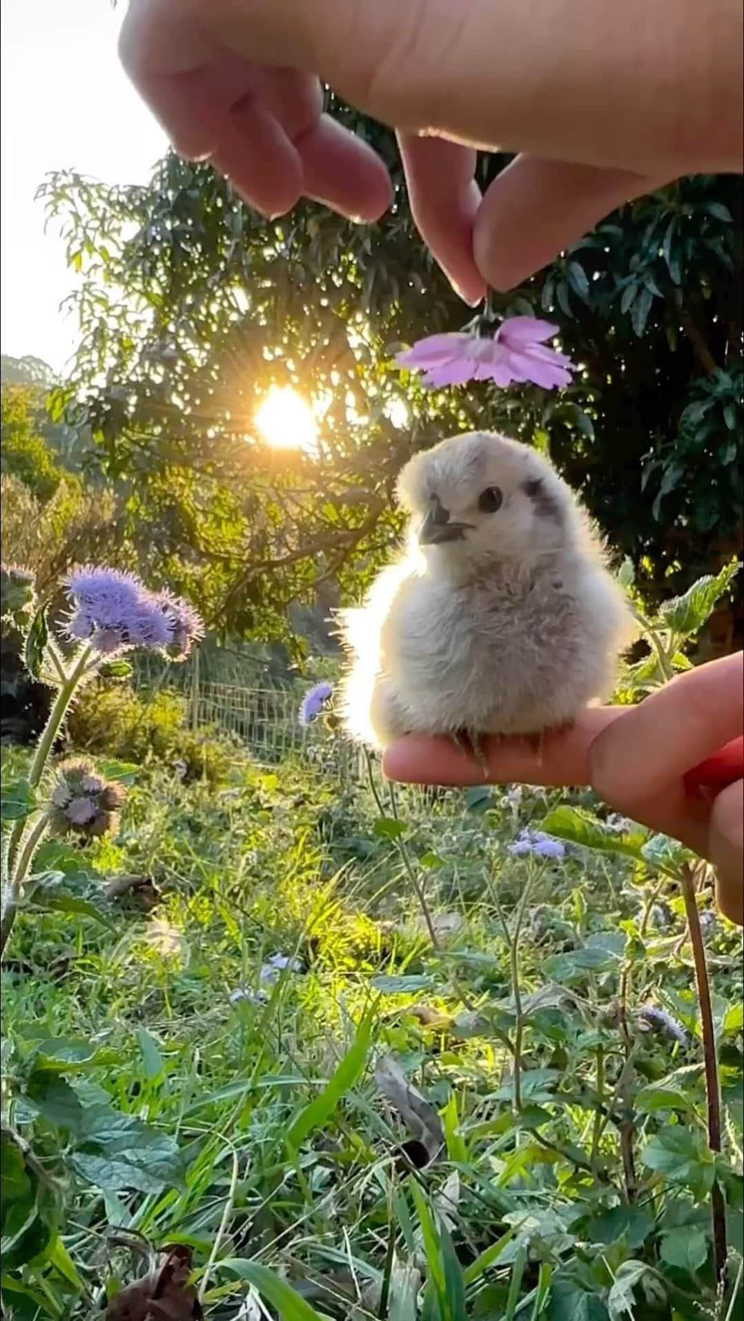Cute baby animal videos picsのインスタグラム：「Adorable 🥰  Song : YOU AND ME @skars check it out - - Follow us @cutie.animals.page for more !! 💙 - - Credit 📸 @motherthemountain DM for removal)🙏🏻 - - #animals #nature #animal #pets #love #cute #wildlife #pet #cats #dog #photography #dogs #instagram #cat #naturephotography #of #photooftheday #dogsofinstagram #animallovers #wildlifephotography #petsofinstagram #birds #catsofinstagram #instagood #petstagram #art #animalsofinstagram #puppy #bird #bhfyp」