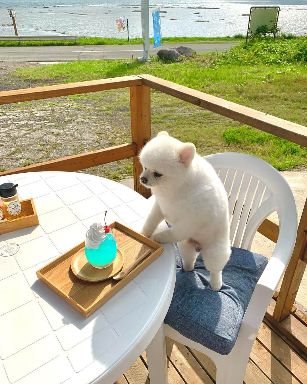 ニコちゃんのインスタグラム：「大好きな鵜ノ崎海岸でやっほいさせてあげなきゃだね🍹🐻‍❄️⛱️ #お散歩大好き #大好きなお散歩スポット #鵜ノ崎海岸  #鵜ノ崎テラス #男鹿の海 #ペロペロボーイ #さくらんぼボーイ #愛してるよ #ポメリズム #ポメラニアン #白ポメ #pomeranian #ありがとう」