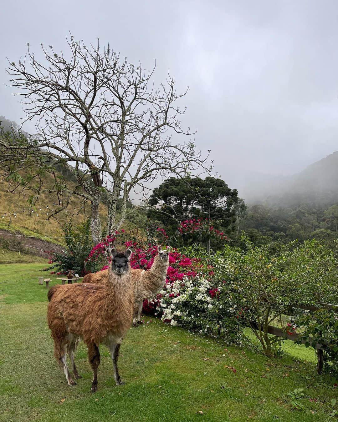 Yanna Lavigne 稲垣アンのインスタグラム：「O que vem do coração é belo em qualquer estação 🌺 estacionei aqui pra admirar e sentir a vida passando…」