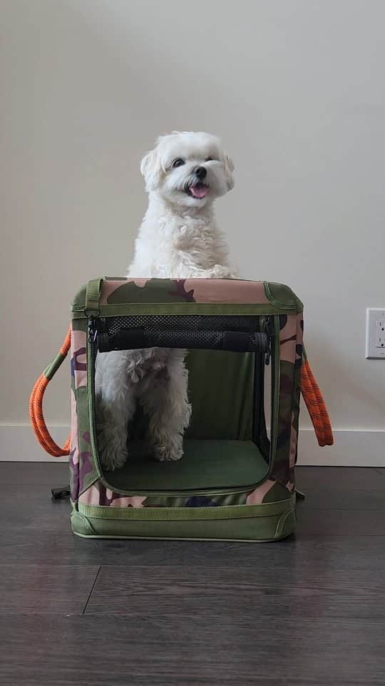 のインスタグラム：「Loving my new @roverlund Away-We-Go Crate.  #petcrate #dogcrate #maltese #theothemaltese #travel #dogsofcanada #roverlund #kennel #happydog」