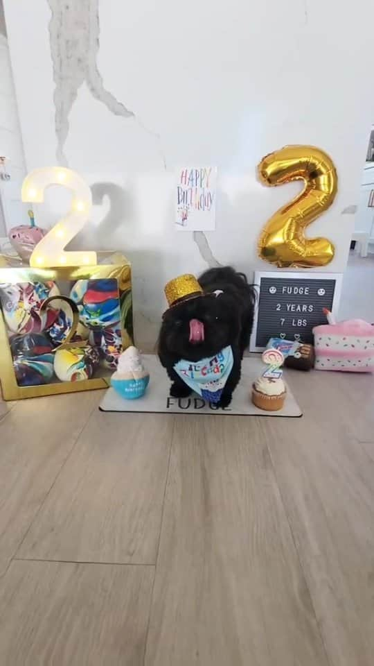 Original Teddy Bear Dogのインスタグラム：「I'm 2️⃣ years old today‼️ 😀🎉🎂🍫🖤 I'm going to be Terrific Twos instead of terrible twos 🥰」