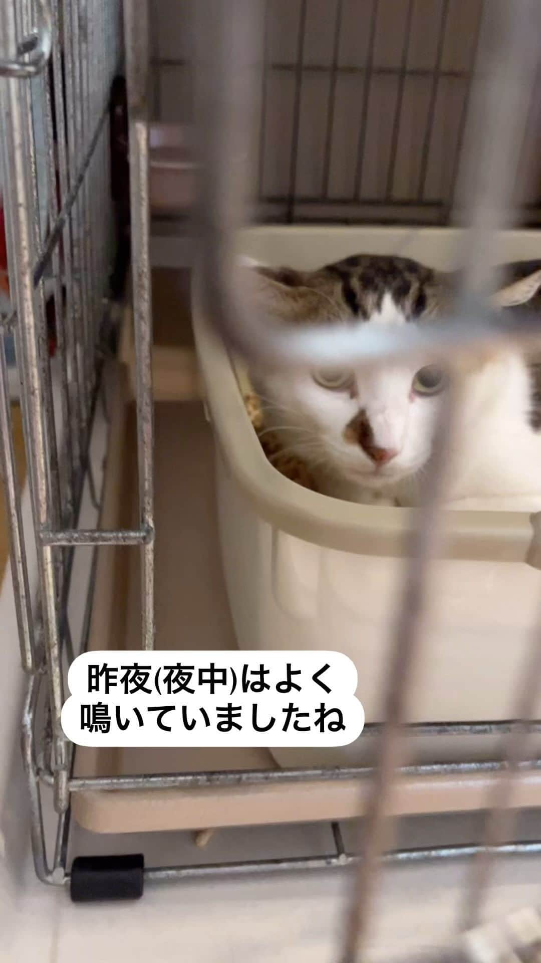 nozomiorideのインスタグラム：「おはようございます🌞 今朝はトイレにオシッコしてありました ごはんは、置いておくと食べてます お外では触らせないタイプだったとのことなんですが 今のところこんな感じ  まだ身体が、カチコチくん これからいろんな感情が出てくるかなと😂  #ねこのきもち #猫好きさんと繋がりたい #保護猫 #成猫の魅力を伝えたい  #ねこすたぐらむ  #きじしろ#キジシロ#きじしろ男子」
