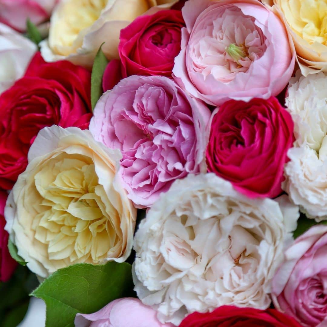 ニコライ・バーグマン・フラワーズ＆デザインさんのインスタグラム写真 - (ニコライ・バーグマン・フラワーズ＆デザインInstagram)「What's your favorite rose color? 🌹 If you cannot decide, this bouquet might just be perfect! ⁠ .⁠ .⁠ .⁠ . . .⁠ #nicolaibergmann #flowerdesign #ニコライバーグマン #フラワーデザイン #北欧デザイン #니콜라이버그만 #꽃다발 #букетцветов #ramosdeflores #blumenstrauß」8月28日 18時53分 - nicolaibergmann
