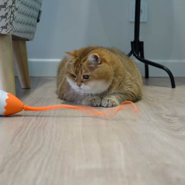 Hosicoのインスタグラム：「It looks like a rat’s tail, maybe this toy is not for me? 🐁」
