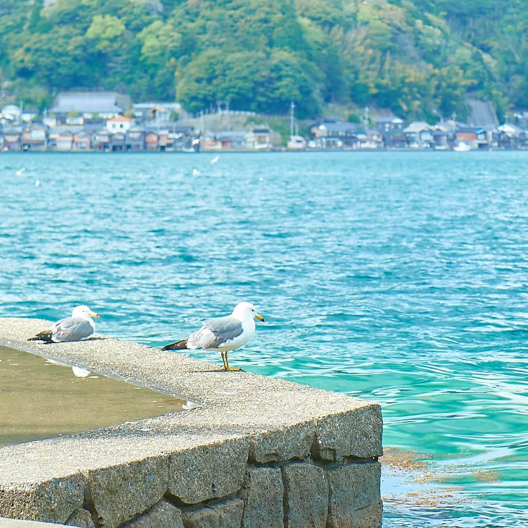 ことりっぷさんのインスタグラム写真 - (ことりっぷInstagram)「「日本で最も美しい村」のひとつ、京都・伊根にある舟屋の風景  京都にある、日本の漁村の原風景「伊根の舟屋」をご存知ですか？ 伊根湾を取り囲むように、海と接している舟屋が約230軒も建ち並びます。  海上タクシーから景色を楽しむのはもちろん、舟屋を改装したカフェや宿でゆっくり過ごすのもおすすめ。  舟屋に反射するキラキラ光る日本海、海鳥が飛ぶ姿といった夏の風景を見ながら、伊根に流れる独特のゆるい時間を満喫しませんか。 ----- #伊根の舟屋 -----  発売中のことりっぷMagazine夏号のテーマは「日本の美しい町」。 舟屋で知られる伊根や天橋立がある宮津など、京都の海沿いの町をご紹介しています。  #ことりっぷ #ことりっぷマガジン #京都 #伊根 #舟屋日和 #向井酒造 #舟屋の宿あうら #美しい町 #cotrip #kyoto #ine #visitjapan」8月28日 18時32分 - cotrip_official