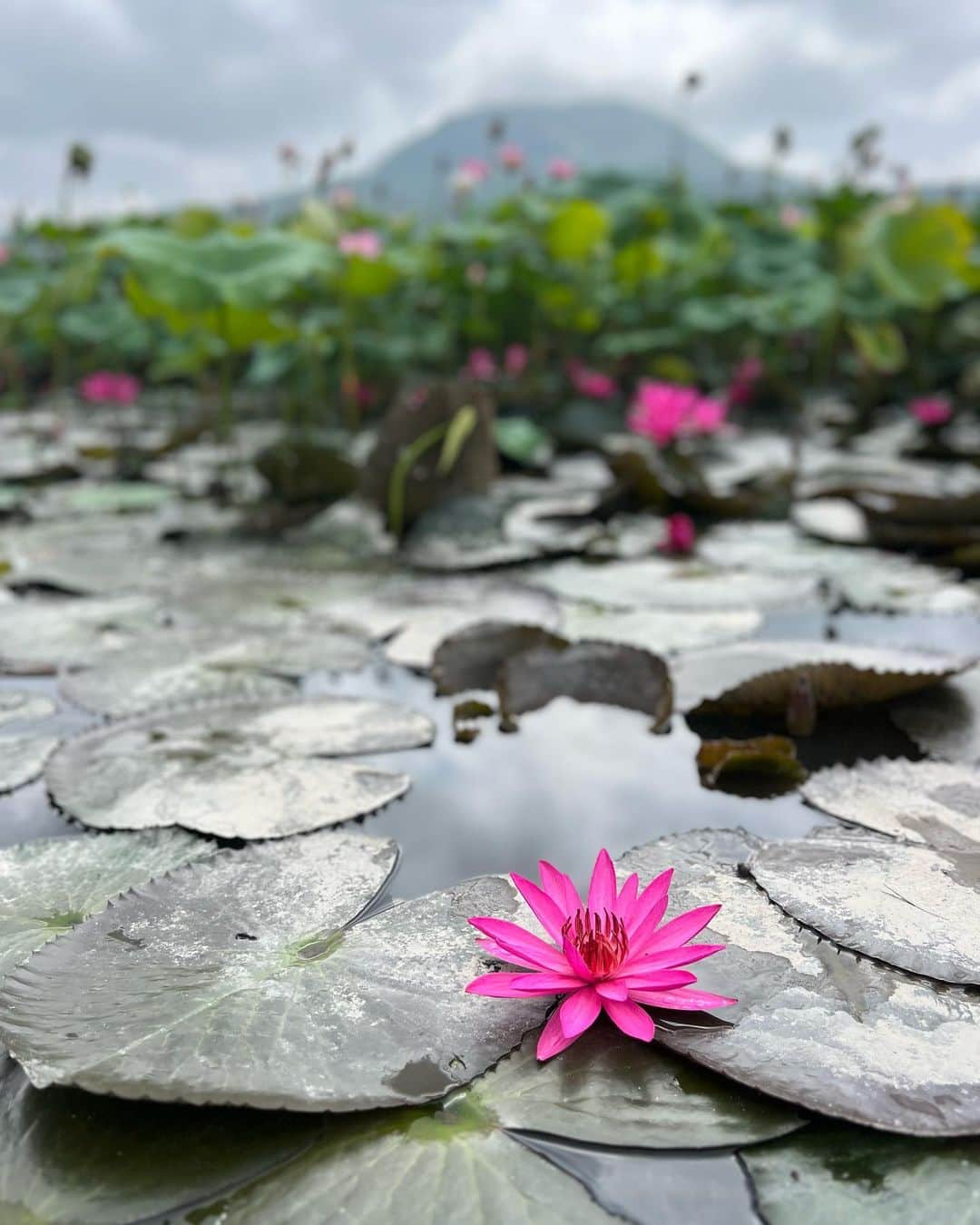 ローラ・ゼンさんのインスタグラム写真 - (ローラ・ゼンInstagram)「寻根～ an end to my soul-searching, past-reflecting homecoming back to China, after almost 20 years 🌱🐲🪷」8月28日 9時51分 - toss_and_catch