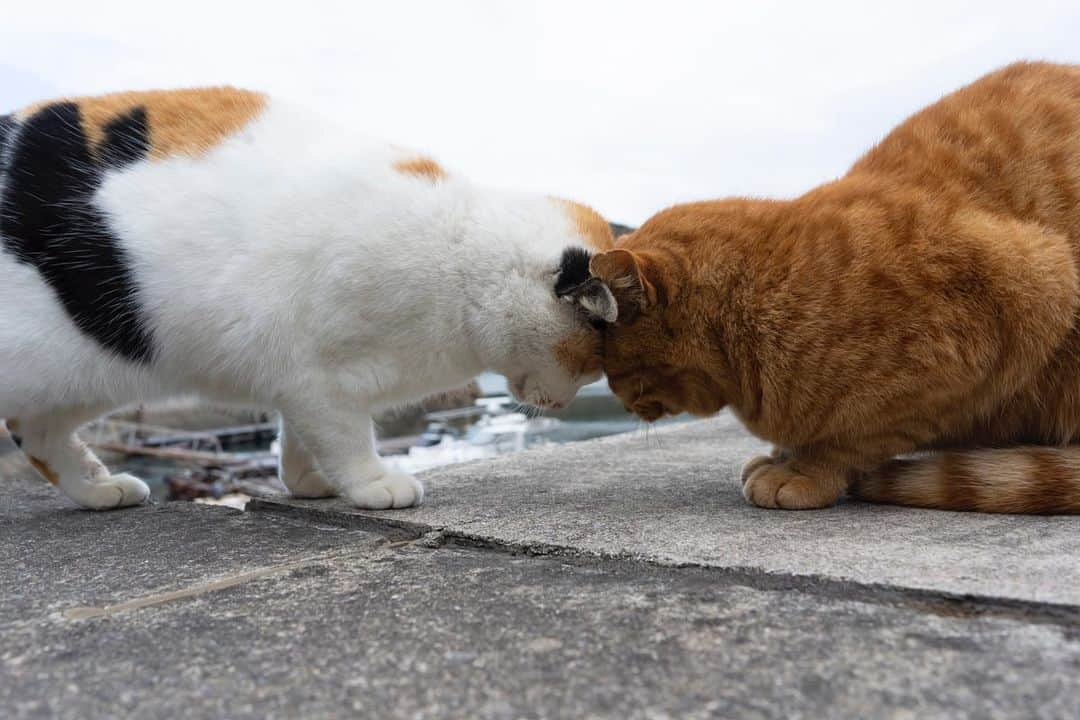 五十嵐健太のインスタグラム：「おはよう #猫　#猫島」