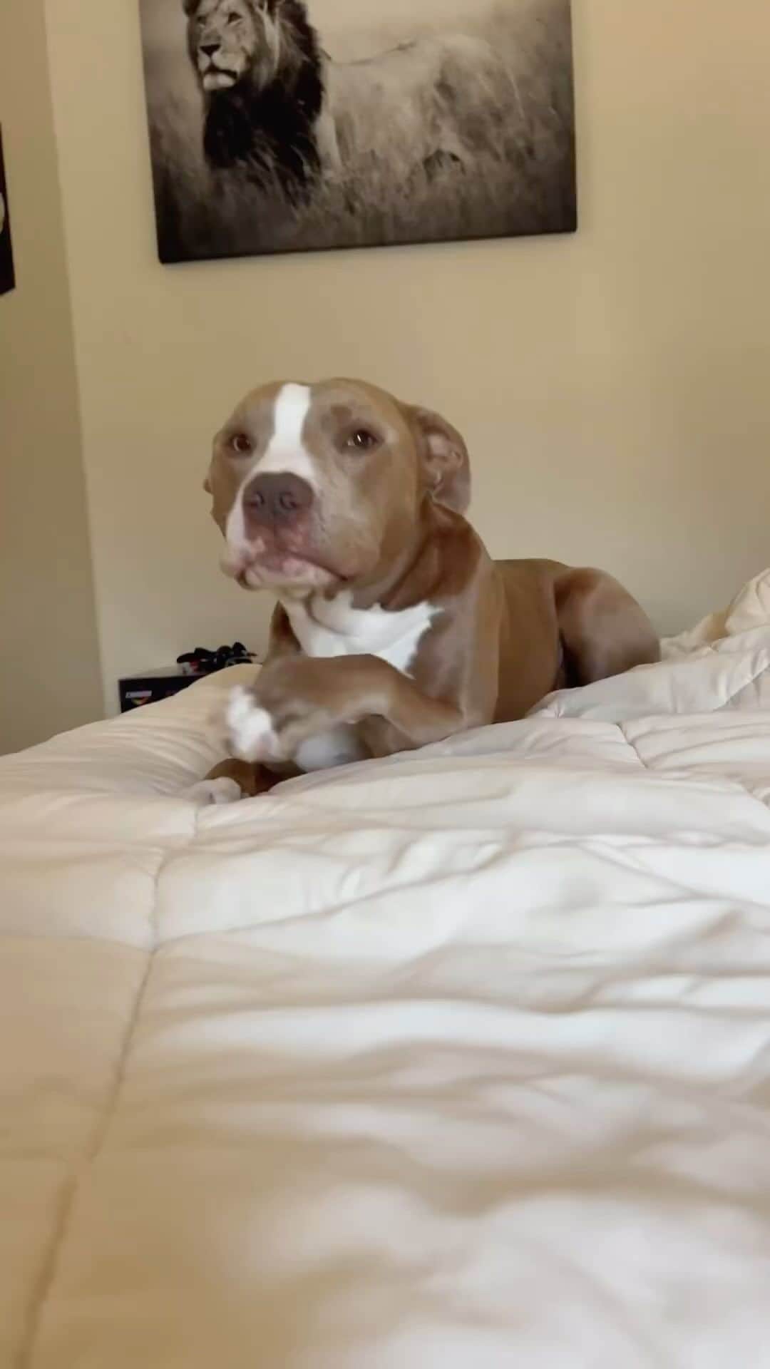 Pit Bull - Fansのインスタグラム：「Good morning friends ☺️ - @knight_thepit」