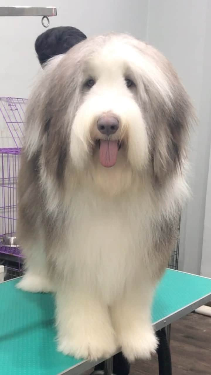 MARUのインスタグラム：「Meet Bear, the enormous fluffy bear from the country of floofia 🐻💕 • • • #fluffydog #dogreels #dogsofinstagram #weeklyfluff #funnyreels #beardedcollie」