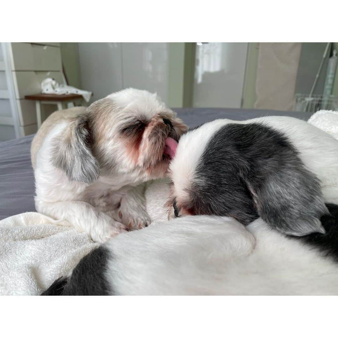 水沢史絵のインスタグラム：「朝からこんぶにベロベロに舐められるたらこちゃん   #shihtzu  #シーズー #たらこちゃん #こんぶちゃん」