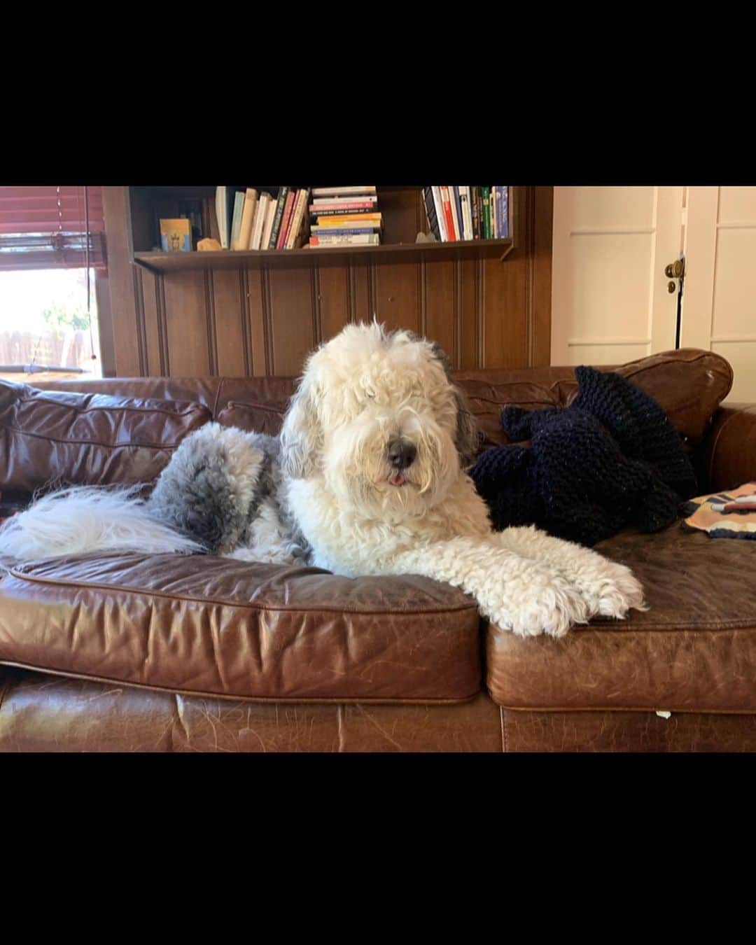 ケリー・オックスフォードのインスタグラム：「I missed #internationaldogday but this poet here is my Archie. He’s a Monsieur of nine years and takes a safety toy with him to walk to the back of the yard to pee. He has welcomed hundreds of children through our doors while posing as Burt Reynolds. He has almost died from a stomach flip and  has the IQ of a 2 yr old human. ARCHIE. ARCHINI. ARCHIBALD BUTTERFLY. LE GRAND MONSIEUR.」