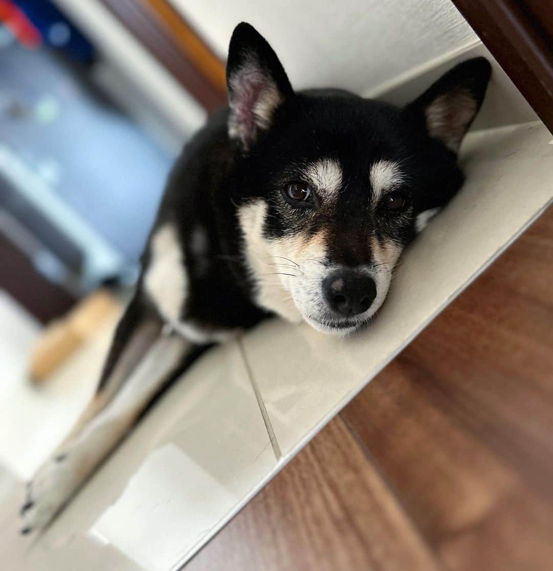 vo_coのインスタグラム：「🐾 #月曜日も廊下で転がる日 ＊ #shibastagram #instashiba #shiba #shibainu #黒柴 #柴犬」
