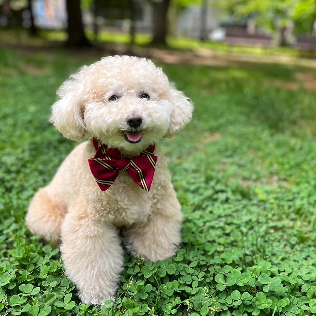 ブルックス ブラザーズさんのインスタグラム写真 - (ブルックス ブラザーズInstagram)「今日はアメリカの #NationalBowTieDay  ブルックス ブラザーズのボウタイで、プレッピーにおめかし🐾  #BrooksBrothers #ブルックスブラザーズ  #ボウタイ #蝶ネクタイ」8月28日 17時25分 - brooksbrothersjapan