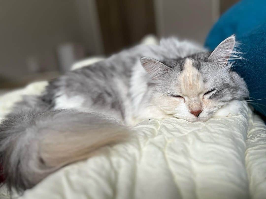 桜咲千依さんのインスタグラム写真 - (桜咲千依Instagram)「すやぁ。 ここ最近ずっとそばで寝てる。 毛繕いもしてくれる。 同じ枕使ってるから寝返りうつとつぶしてしまいそうで動けない.....:(´◦ω◦｀):ﾌﾟﾙﾌﾟﾙ    #猫  #マンチカン  #ほたて」8月28日 13時10分 - ousakichiyo