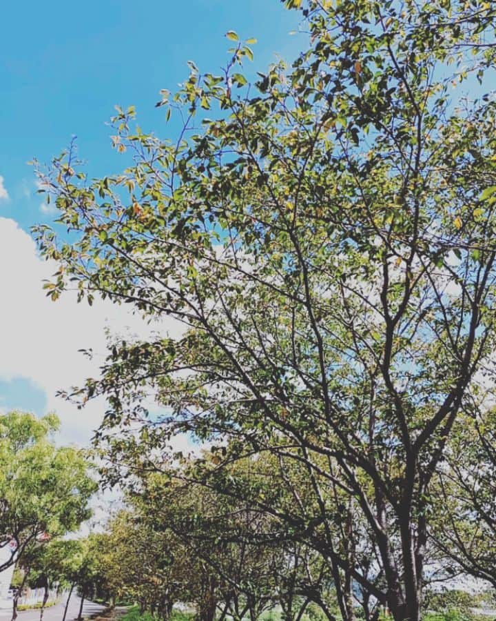 のインスタグラム：「すごい日差し🌞💦  お散歩も汗だく😁✨まぶしい✨💦  川沿いは、桜🌸の 並木～🍃春歩きたいな😃  風は気持ちいいです💗」