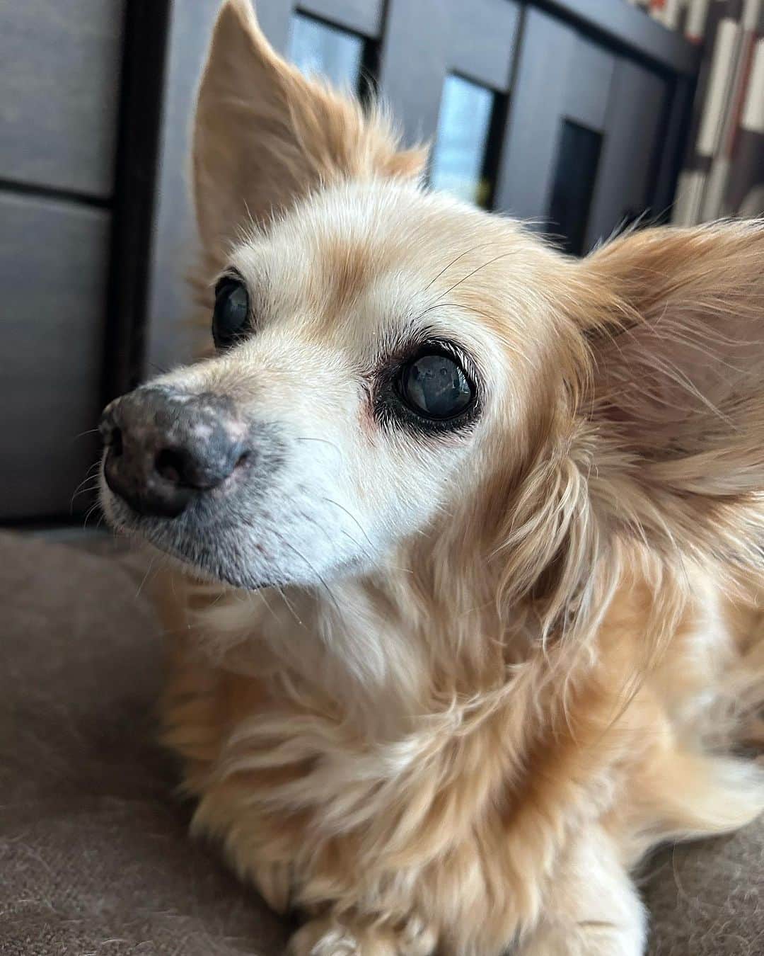 佐藤のぞみのインスタグラム：「たー坊❤️  #17歳のおじいちゃん犬 #シニア犬 #🐕」