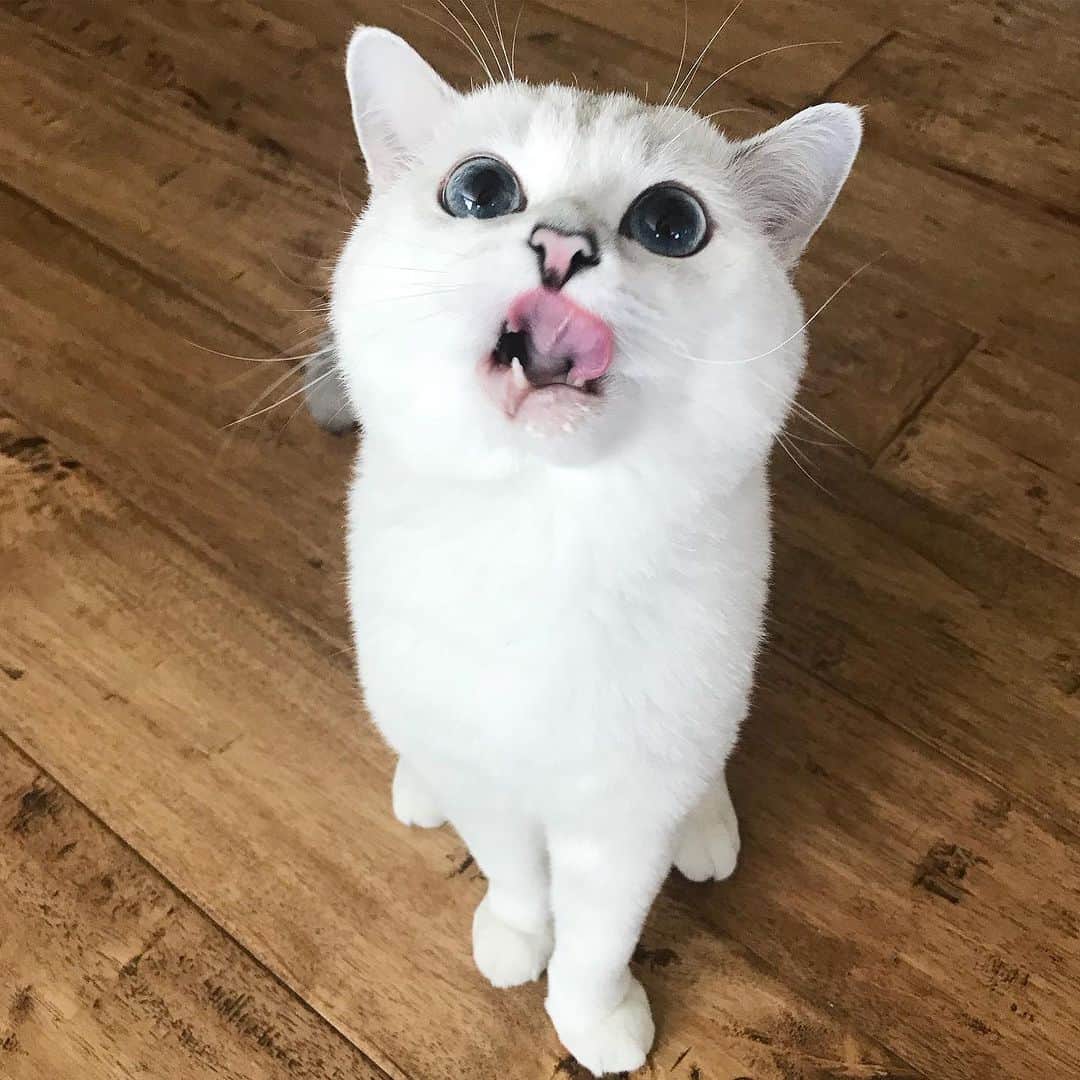 ミスター・ホワイトのインスタグラム：「Did you just say Tuna 🍣?   #meow #cute #cats #catsofinstagram」