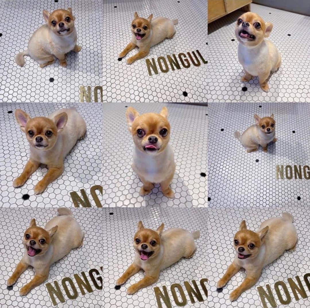 瀬戸サオリのインスタグラム：「プリクラみたいで 可愛いすぎる写真🐶🦴  トリミングでもらう写真のセンス🤍」