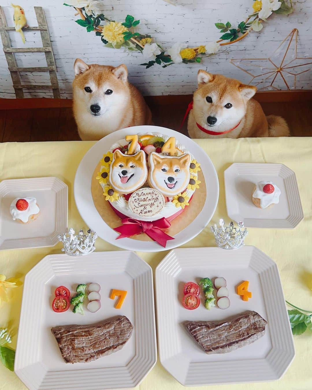 豆柴 サニーちゃんのインスタグラム：「. HELLO〜こんにちわん🐻🎂🐶 . 昨日は さにらむちゃんのお誕生日会をしました🥰 . おっきな似顔絵ケーキは(人間用ね😆) お友達がpâtissier👩‍🍳のお店で 味はもちろん美味しいし 毎回感動の出来で めちゃくちゃかわいいの〜🌻 さにらむちゃんめっちゃ似てるよね♡ 今回はひまわり🌻を飾ってもらったよ🌻 いつも可愛いケーキをありがとうございます💕 @sweets.saccho . . さにらむちゃんへは 和牛のお肉のステーキを焼いて お芋とにんじんのケーキ🍰を作ったよ . まずは写真から😆 記録用、記念にと たくさん撮ってしまったので コメントお気になさらず〜 . . #豆柴サニーちゃん7歳のお誕生日🎂 #柴犬#豆柴 #赤柴#豆柴子犬#豆柴多頭飼い #まめしば#しばいぬ#anicas#shiba_snap #shibainu#shiba#mameshiba#shibastagram #豆柴サニーちゃん#豆柴ラムちゃん#さにらむ #さにらむ2023#さにらむどん」