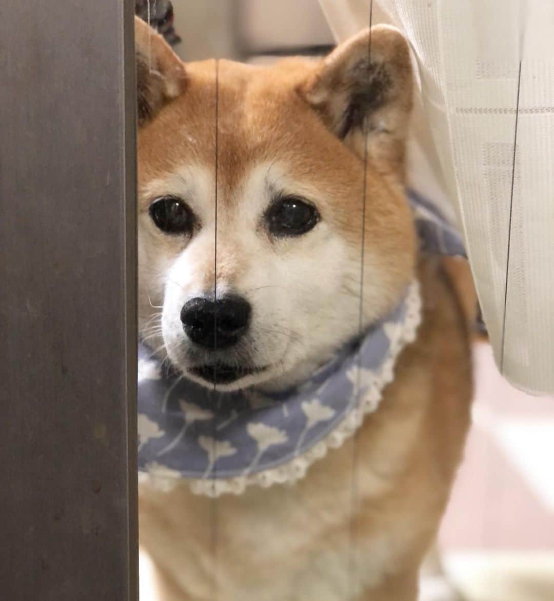くるみのインスタグラム：「くーさん、心臓のお薬を増やしてから お陰様で落ち着いてます🐻  なるべく長く効いてくれますように🙏  お薬は数が多いので、 ちゅーるポケットに入れてあげてます。 ちゅーるさんありがと〜」