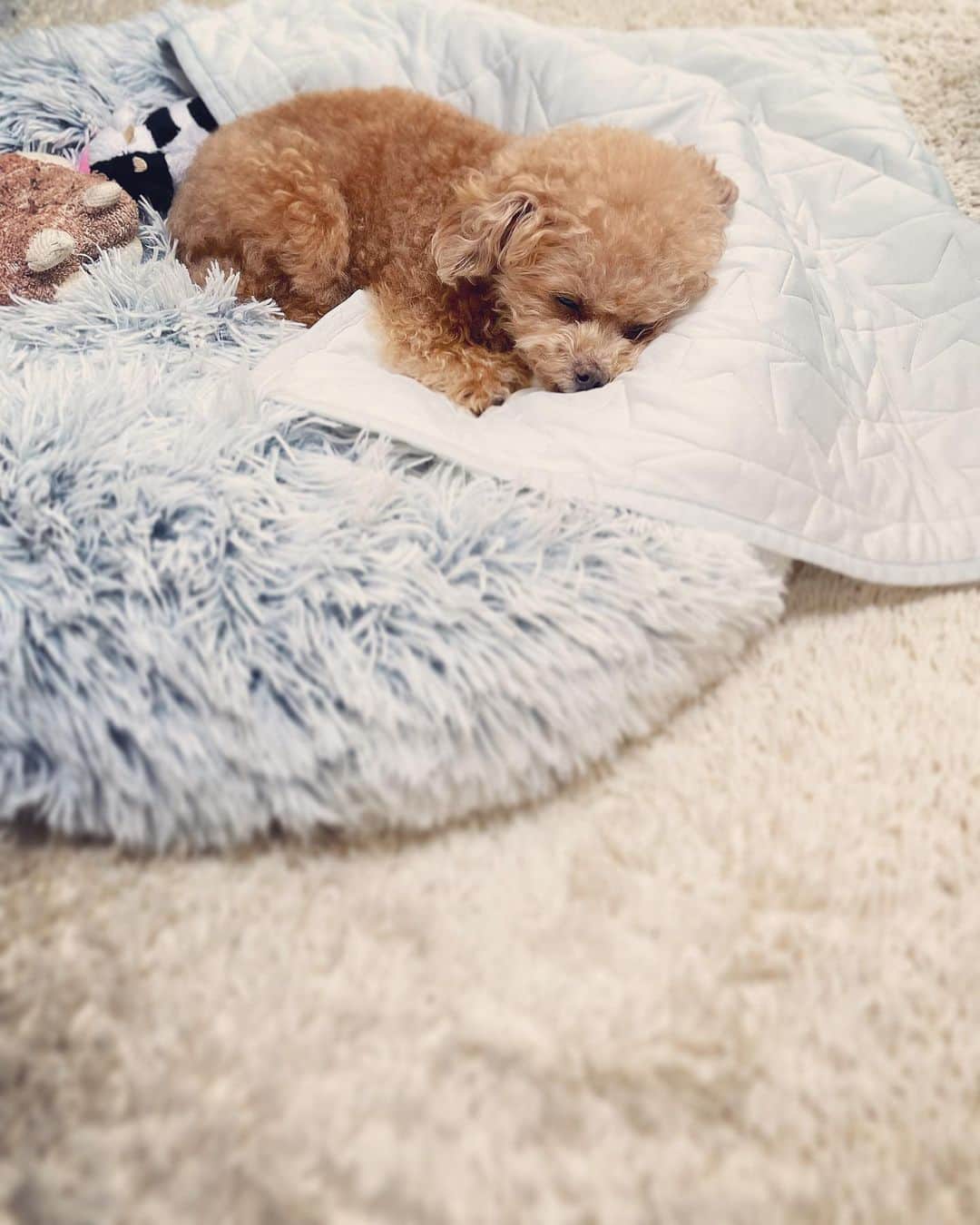 ふわのインスタグラム：「お掃除中、端っこに追いやられたひと。  #toypoodle#toypoodlegram#dogsofinstagram#instadog#doglover#doglife#cutedog#sleepydog#dog#fuwamama#ふわもこのふわ#ふわ#トイプードル#ふわもこ部#犬バカ部#親バカ部#犬のいる暮らし#いぬすたぐらむ#最強寝顔」