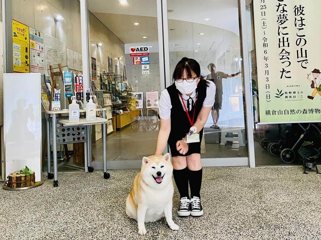 Kazumi-Gakumamaさんのインスタグラム写真 - (Kazumi-GakumamaInstagram)「柴犬岳は、牧野富太郎博士が足繁く植物採集に訪れた、横倉山(よこぐらやま)のある越智町の #横倉山自然の森博物館 に行きました🐕   常緑広葉樹・アカガシの原生林をはじめ、貴重な植物が多く自生する高知県越知町の横倉山(標高774m)にあるミュージアムが横倉山自然の森博物館です🌿  ４億年ほど前には、赤道付近にあった横倉山。 館内では、横倉山の貴重な自然や歴史、地球の歴史などを紹介しています🌏  ガラス張りの開放的な造りの建物は安藤忠雄の設計で、３階の展望ロビーからは町の中心部や仁淀川の眺望が楽しめます🏞️  展示室「牧野富太郎と横倉山」では模型や写真解説パネルで、牧野富太郎博士が発見した植物を紹介🌱 フィールドワークの記録も深掘りしています。   「牧野博士の等身大フィギュアとの記念撮影📷　良き旅の思い出です！」byあつし犬U^ェ^U   牧野博士の大発見！　 食虫植物 #ムジナモ の解説図や動画も面白かったなぁ。   詳しくは #ニッポン旅マガジン のwebサイト「横倉山自然の森博物館」をご参照ください。☟ https://tabi-mag.jp/ko0099/ 🐾----*----*----*----🐾  Shiba Inu Gaku went to #Yokogurayama Natural Forest Museum in Ochi-cho, where Yokogurayama is located, where Dr. Tomitaro Makino, a botanist, often visited to collect plants🐕   Yokogurayama Natural Forest Museum is a museum located on Yokogurayama (774m above sea level) in Ochi Town, Kochi Prefecture, where many precious plants grow naturally, including the virgin forest of evergreen broadleaf trees and red oaks🌿 🐾----*----*----*----🐾 @yokogurayamamuseum @ochiinfo @naturallykochi #横倉山自然の森博物館 #越知町 #高知県観光博覧会 #牧野博士の新休日 #牧野富太郎 #歩ける植物図鑑 #高知県たのしー #牧野富太郎ゆかりの地 #らんまん #高知家 #高知ここ好き #tosa草花  #柴犬 #岳  #柴犬ガク #gaku #shibainugaku  #shiba #shibainu  #shibastagram #いぬすたぐらむ  #ワンフルエンサー  #柴犬岳の  #犬旅 #あつし犬 #20230828」8月28日 14時38分 - shibainu.gaku