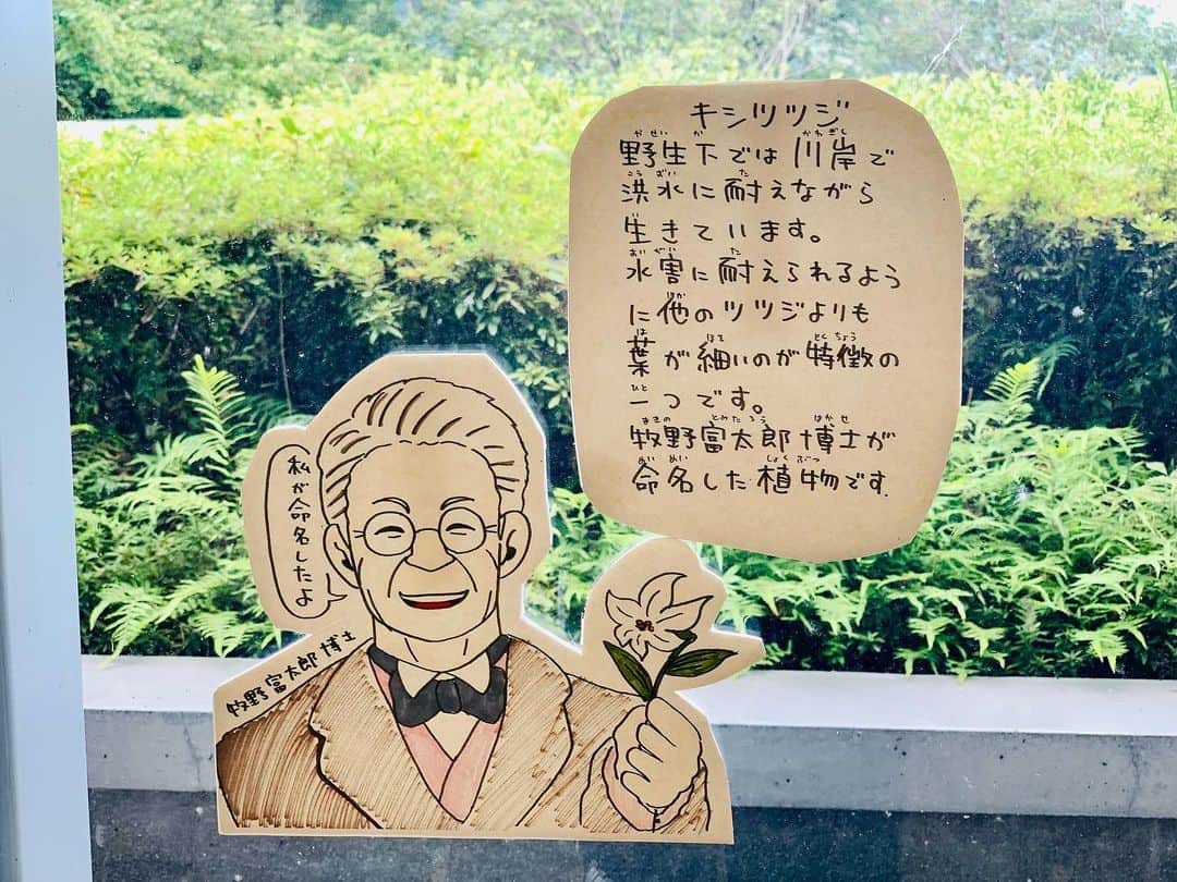 Kazumi-Gakumamaさんのインスタグラム写真 - (Kazumi-GakumamaInstagram)「柴犬岳は、牧野富太郎博士が足繁く植物採集に訪れた、横倉山(よこぐらやま)のある越智町の #横倉山自然の森博物館 に行きました🐕   常緑広葉樹・アカガシの原生林をはじめ、貴重な植物が多く自生する高知県越知町の横倉山(標高774m)にあるミュージアムが横倉山自然の森博物館です🌿  ４億年ほど前には、赤道付近にあった横倉山。 館内では、横倉山の貴重な自然や歴史、地球の歴史などを紹介しています🌏  ガラス張りの開放的な造りの建物は安藤忠雄の設計で、３階の展望ロビーからは町の中心部や仁淀川の眺望が楽しめます🏞️  展示室「牧野富太郎と横倉山」では模型や写真解説パネルで、牧野富太郎博士が発見した植物を紹介🌱 フィールドワークの記録も深掘りしています。   「牧野博士の等身大フィギュアとの記念撮影📷　良き旅の思い出です！」byあつし犬U^ェ^U   牧野博士の大発見！　 食虫植物 #ムジナモ の解説図や動画も面白かったなぁ。   詳しくは #ニッポン旅マガジン のwebサイト「横倉山自然の森博物館」をご参照ください。☟ https://tabi-mag.jp/ko0099/ 🐾----*----*----*----🐾  Shiba Inu Gaku went to #Yokogurayama Natural Forest Museum in Ochi-cho, where Yokogurayama is located, where Dr. Tomitaro Makino, a botanist, often visited to collect plants🐕   Yokogurayama Natural Forest Museum is a museum located on Yokogurayama (774m above sea level) in Ochi Town, Kochi Prefecture, where many precious plants grow naturally, including the virgin forest of evergreen broadleaf trees and red oaks🌿 🐾----*----*----*----🐾 @yokogurayamamuseum @ochiinfo @naturallykochi #横倉山自然の森博物館 #越知町 #高知県観光博覧会 #牧野博士の新休日 #牧野富太郎 #歩ける植物図鑑 #高知県たのしー #牧野富太郎ゆかりの地 #らんまん #高知家 #高知ここ好き #tosa草花  #柴犬 #岳  #柴犬ガク #gaku #shibainugaku  #shiba #shibainu  #shibastagram #いぬすたぐらむ  #ワンフルエンサー  #柴犬岳の  #犬旅 #あつし犬 #20230828」8月28日 14時38分 - shibainu.gaku