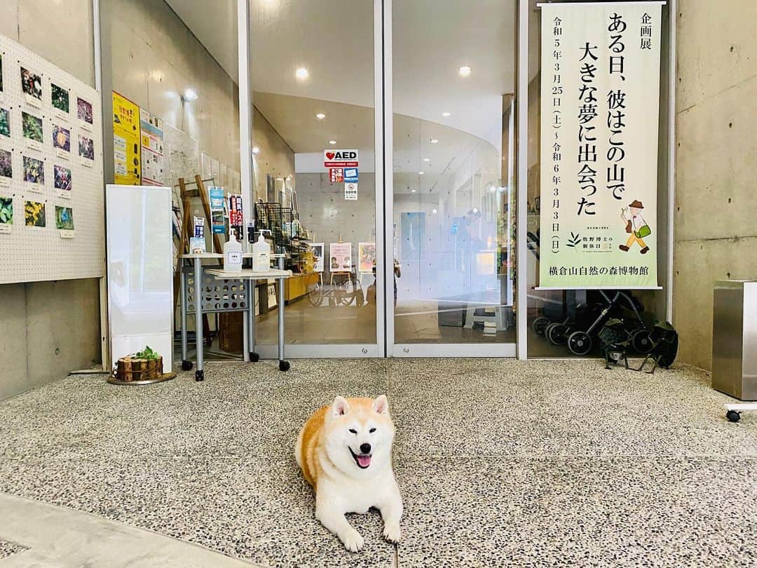 Kazumi-Gakumamaさんのインスタグラム写真 - (Kazumi-GakumamaInstagram)「柴犬岳は、牧野富太郎博士が足繁く植物採集に訪れた、横倉山(よこぐらやま)のある越智町の #横倉山自然の森博物館 に行きました🐕   常緑広葉樹・アカガシの原生林をはじめ、貴重な植物が多く自生する高知県越知町の横倉山(標高774m)にあるミュージアムが横倉山自然の森博物館です🌿  ４億年ほど前には、赤道付近にあった横倉山。 館内では、横倉山の貴重な自然や歴史、地球の歴史などを紹介しています🌏  ガラス張りの開放的な造りの建物は安藤忠雄の設計で、３階の展望ロビーからは町の中心部や仁淀川の眺望が楽しめます🏞️  展示室「牧野富太郎と横倉山」では模型や写真解説パネルで、牧野富太郎博士が発見した植物を紹介🌱 フィールドワークの記録も深掘りしています。   「牧野博士の等身大フィギュアとの記念撮影📷　良き旅の思い出です！」byあつし犬U^ェ^U   牧野博士の大発見！　 食虫植物 #ムジナモ の解説図や動画も面白かったなぁ。   詳しくは #ニッポン旅マガジン のwebサイト「横倉山自然の森博物館」をご参照ください。☟ https://tabi-mag.jp/ko0099/ 🐾----*----*----*----🐾  Shiba Inu Gaku went to #Yokogurayama Natural Forest Museum in Ochi-cho, where Yokogurayama is located, where Dr. Tomitaro Makino, a botanist, often visited to collect plants🐕   Yokogurayama Natural Forest Museum is a museum located on Yokogurayama (774m above sea level) in Ochi Town, Kochi Prefecture, where many precious plants grow naturally, including the virgin forest of evergreen broadleaf trees and red oaks🌿 🐾----*----*----*----🐾 @yokogurayamamuseum @ochiinfo @naturallykochi #横倉山自然の森博物館 #越知町 #高知県観光博覧会 #牧野博士の新休日 #牧野富太郎 #歩ける植物図鑑 #高知県たのしー #牧野富太郎ゆかりの地 #らんまん #高知家 #高知ここ好き #tosa草花  #柴犬 #岳  #柴犬ガク #gaku #shibainugaku  #shiba #shibainu  #shibastagram #いぬすたぐらむ  #ワンフルエンサー  #柴犬岳の  #犬旅 #あつし犬 #20230828」8月28日 14時38分 - shibainu.gaku