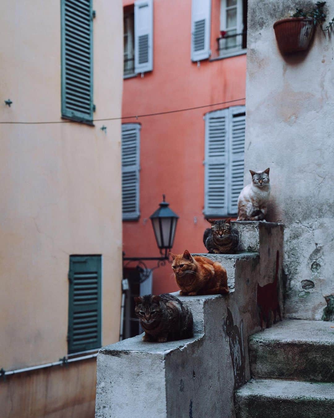 のインスタグラム：「While wandering the streets of Grasse, I stumbled upon this unscripted moment: four cats, simply owning their space. I teased this shot in my stories a few weeks ago and was overwhelmed by your feedback. Had to give it a permanent spot here! #grasse」