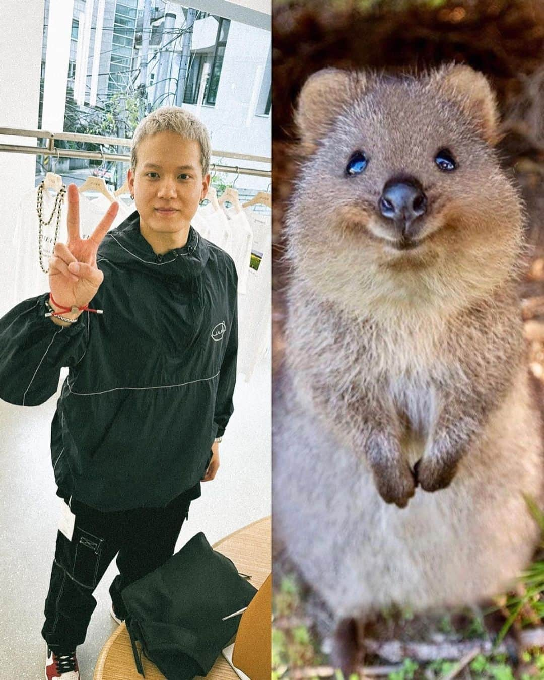 プニエル さんのインスタグラム写真 - (プニエル Instagram)「Went to my friends brand yesterday ! They said they think I look like a quokka. Do you see the resemblance?! Lol  @nieeh_official   어제 친구 브랜드 갔는데 나 한테 쿼카 닮은것같다고 하는데… 닮았나?! ㅋㅋㅋㅋㅋㅋㅋ」8月28日 16時31分 - btobpeniel